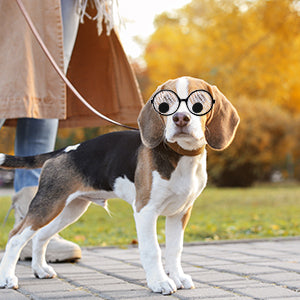 Googly Eye Glasses – Funny Rave, Festival, Costume & Party Accessory